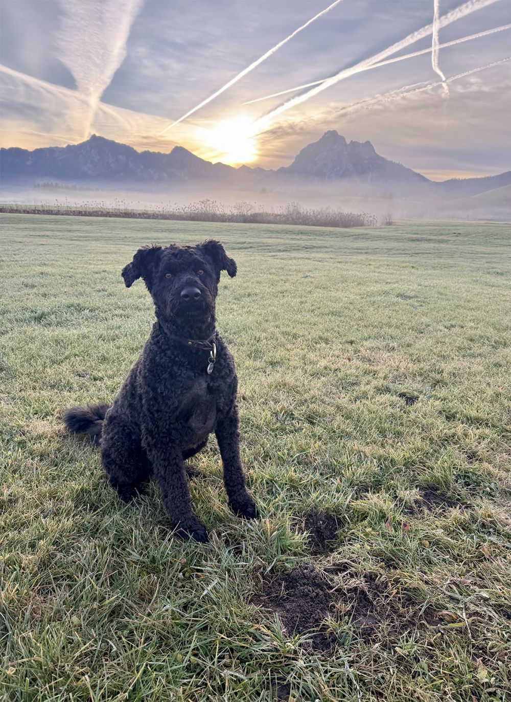 Morgenstimmung im Allgäu mit Hund Morgenstimmung im Allgäu - Hund sitzt auf der Wiese