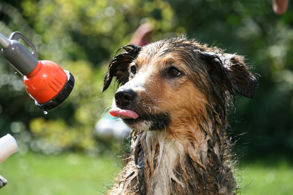 Nasser Hund mit rausgestreckter Zunge 