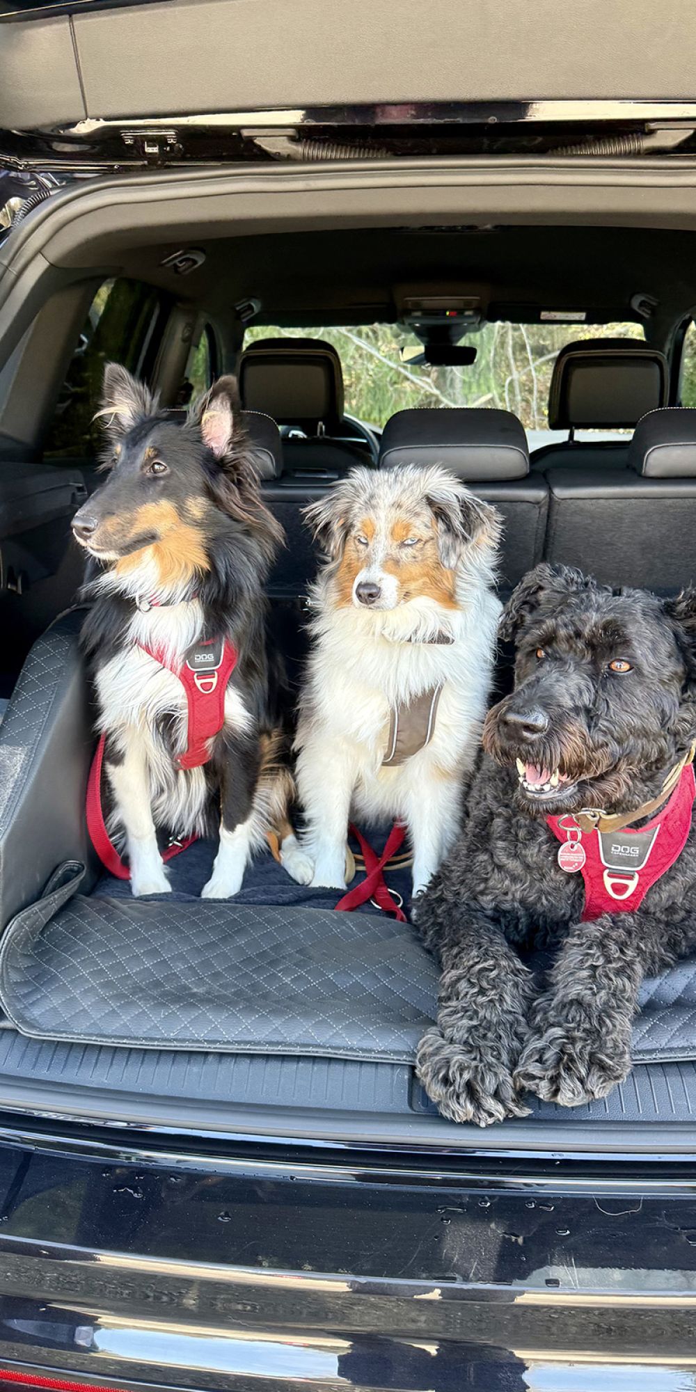 3 Hunde im Kofferraum 