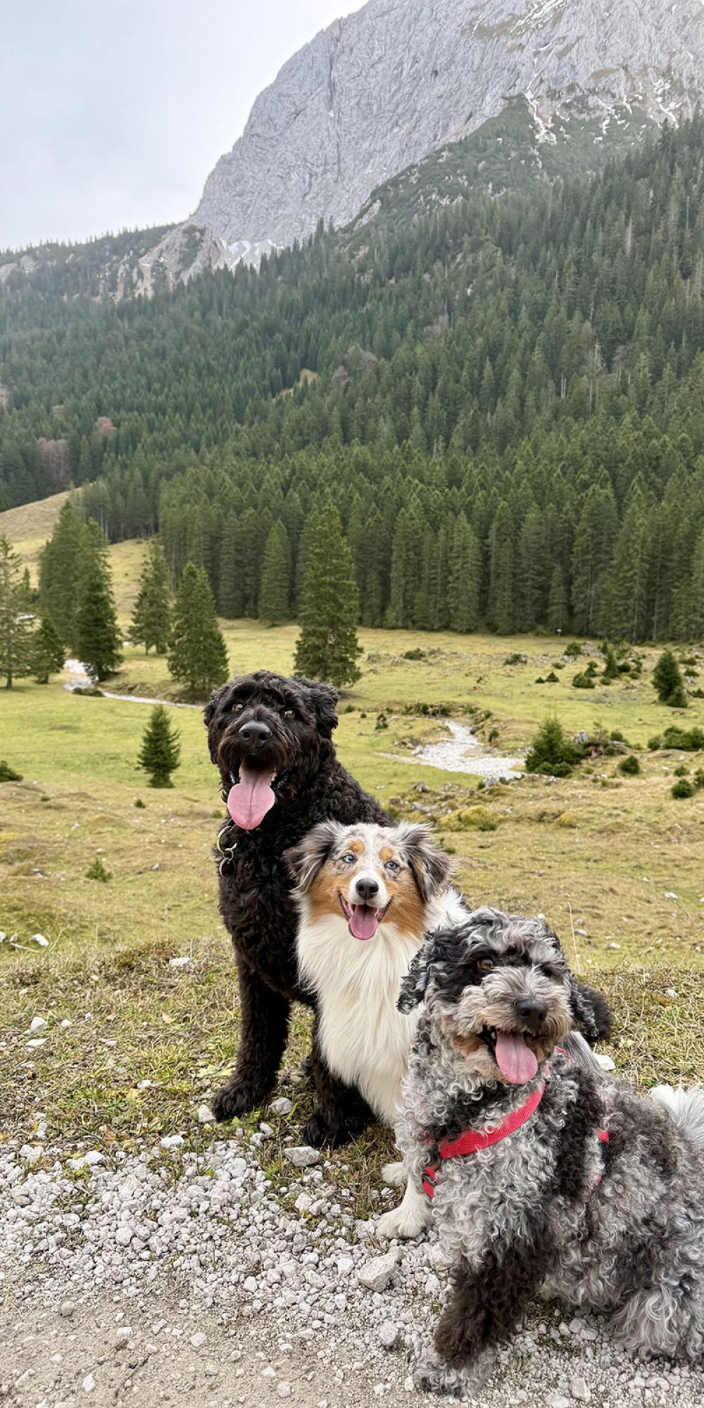 3 Hunde sitzen nebeneinander in den Bergen 