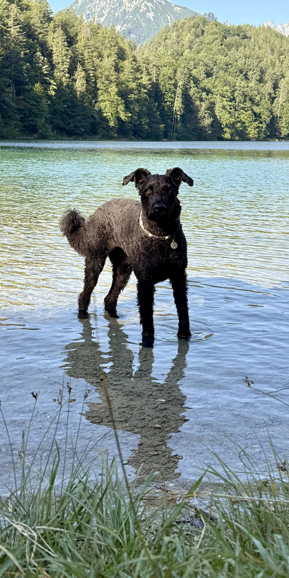 Hund im Alatsee 