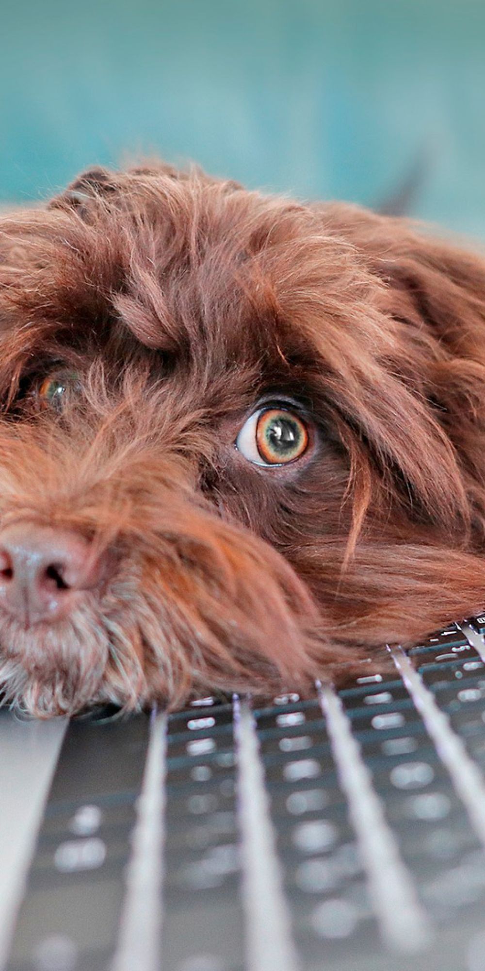 Hundekopf liegt auf Laptop 