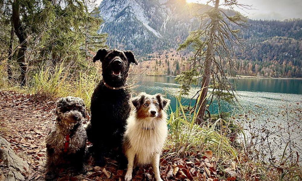 3 Hunde im Allgäu am Alpsee 