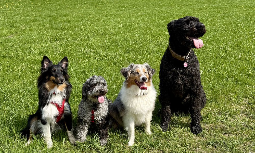 4 Hunde auf einer Wiese