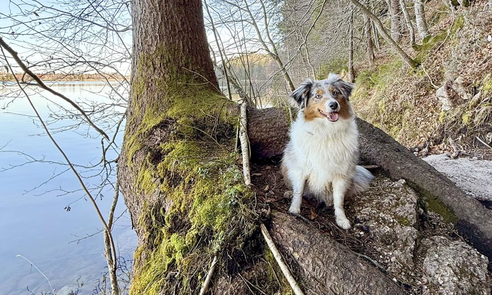 Mini Australian Shepard am Weißensee 
