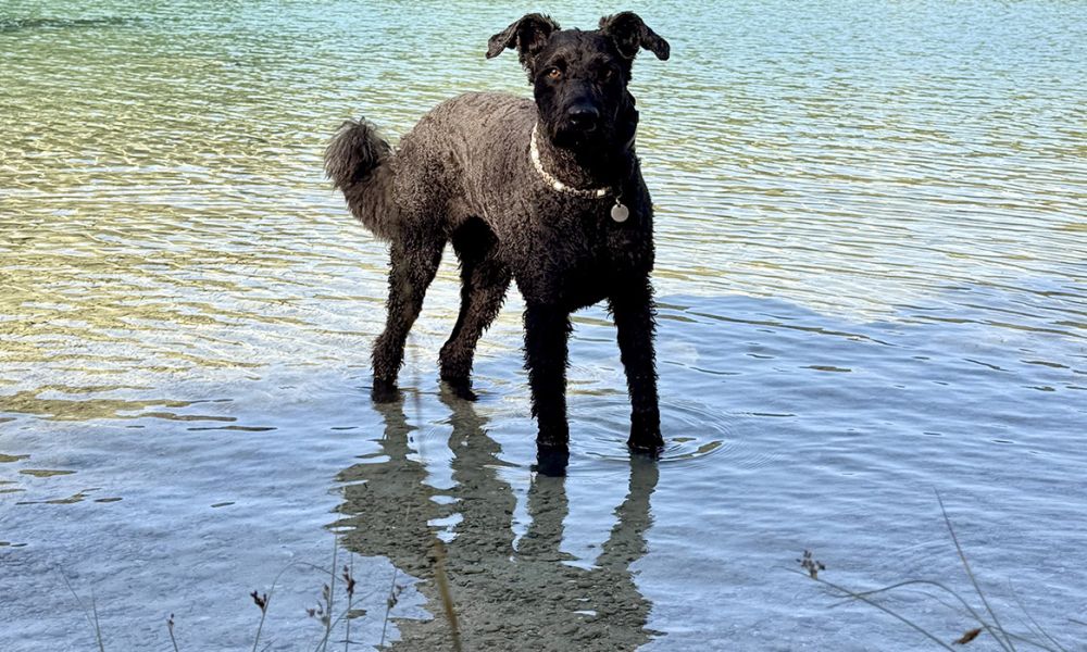 Hund im Alatsee 