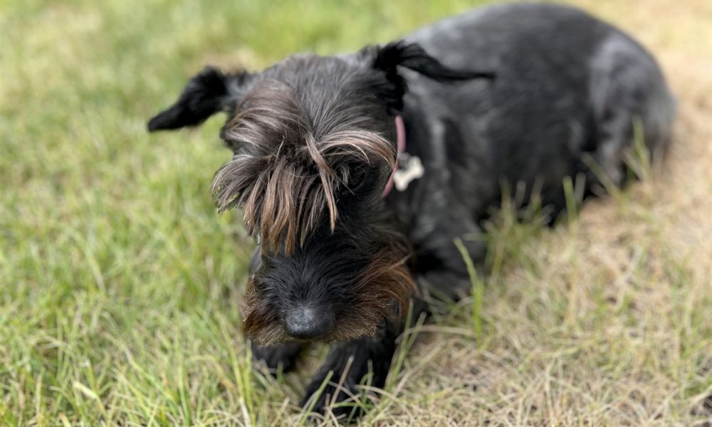 Jolin der Haushund 