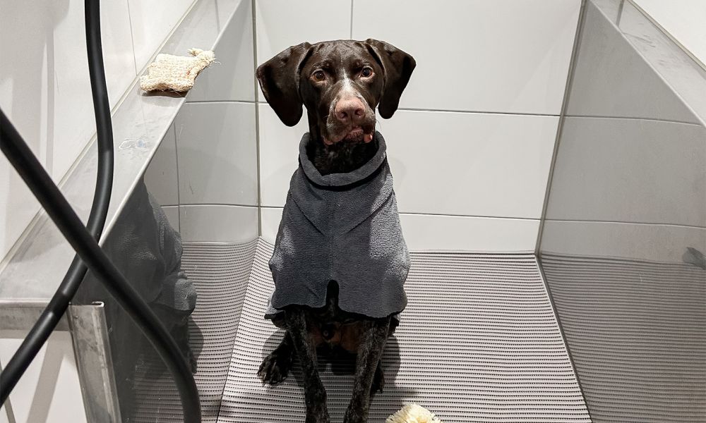 Hund im Bademantel in der Hundedusche 