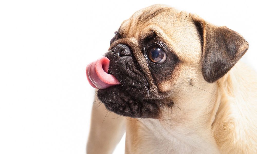 Mops streckt Zunge raus