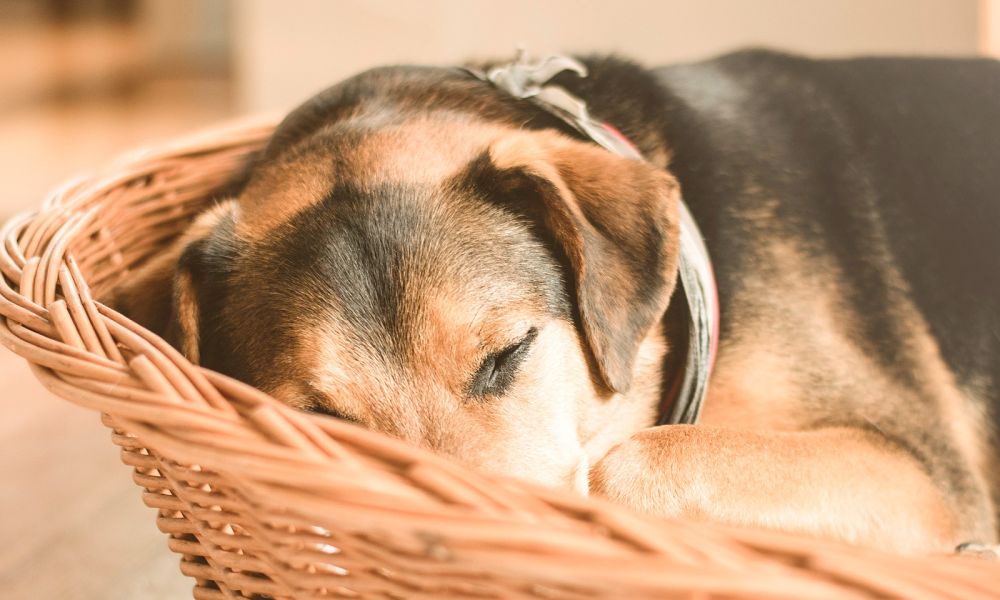 Hund schläft im Korb 