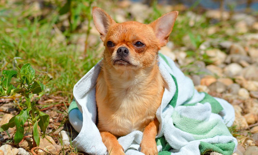 Chihuahua im Handtuch 