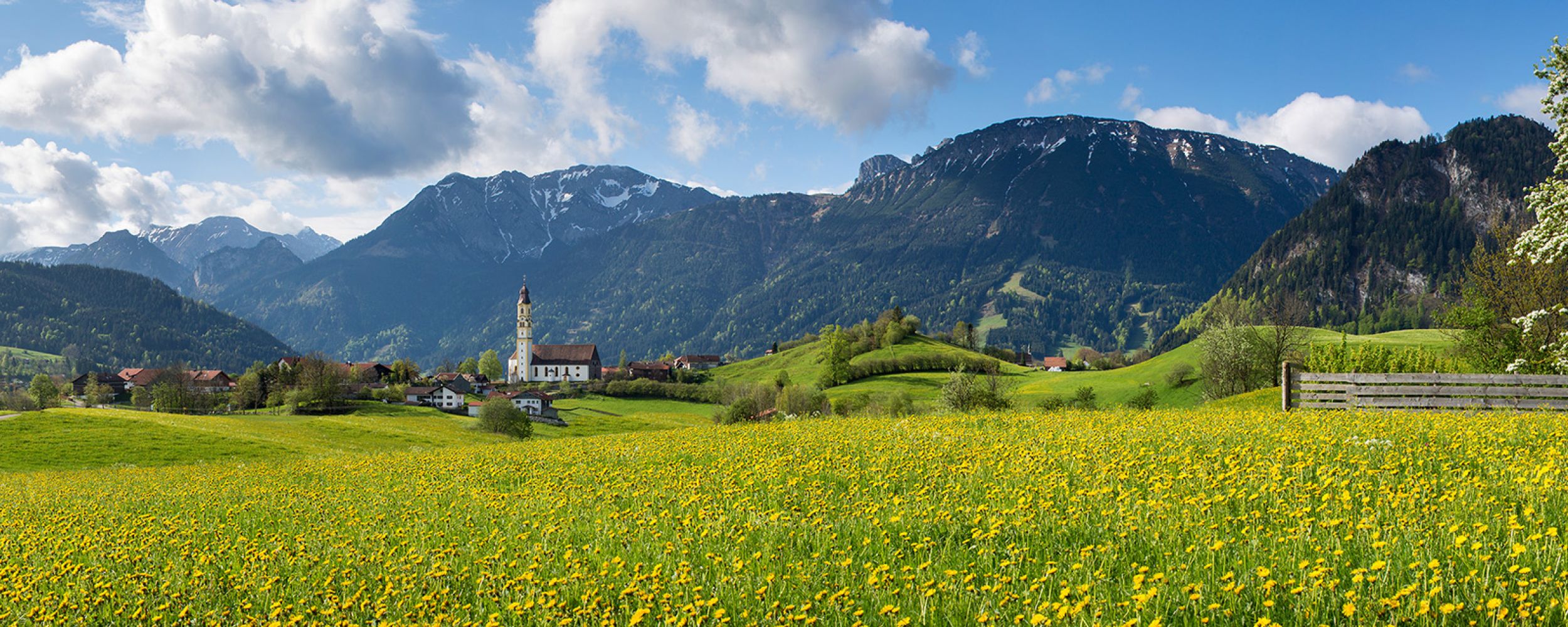 Pfronten im Frühling, Wiese voller Löwenzahn
