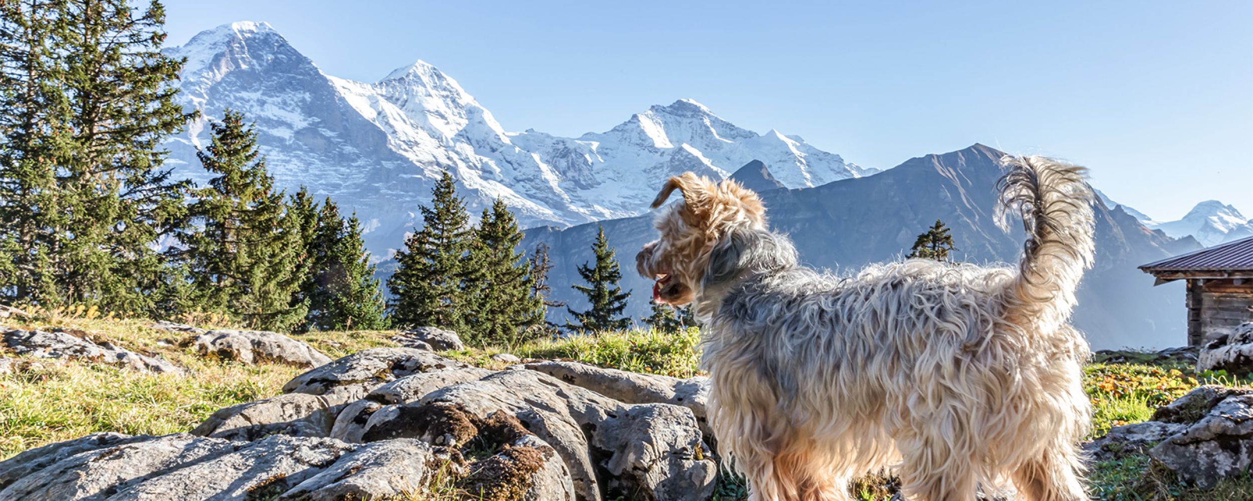 Mit Hund im Allgäu, Ferienwohnungen Immer schön in Pfronten Hund blick in die Berge