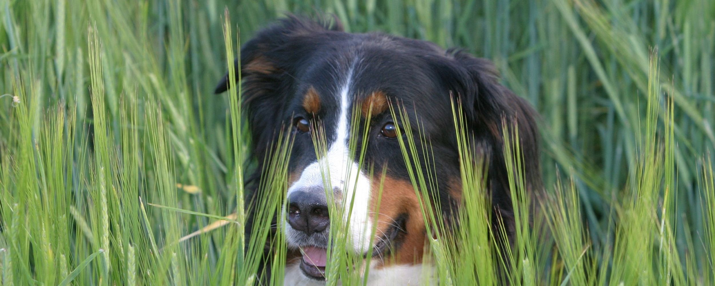 Berner Sennenhund Berner Sennenhund im Gras