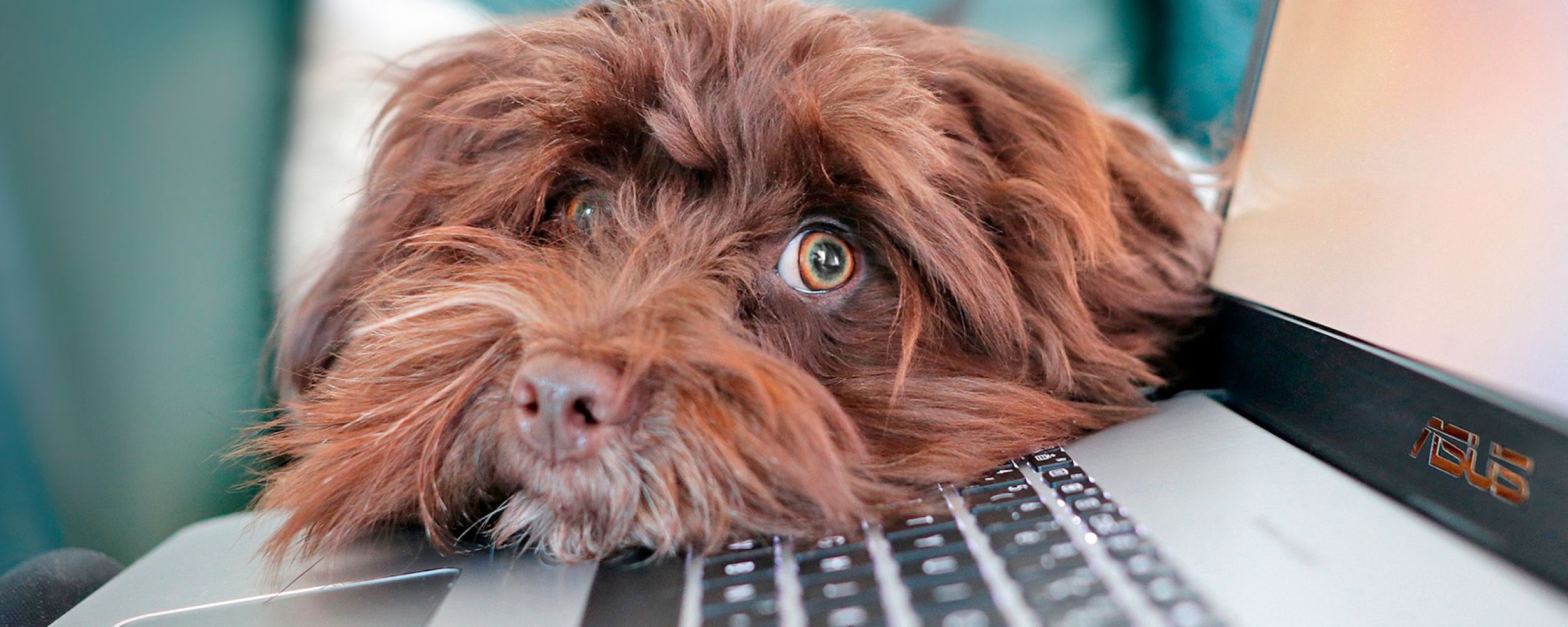 Hundekopf liegt auf Laptop 